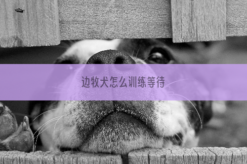 边牧犬怎么训练等待