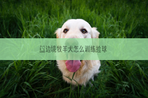 ​边境牧羊犬怎么训练捡球