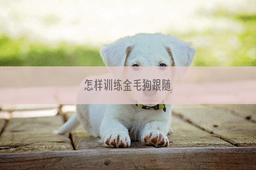 怎样训练金毛狗跟随