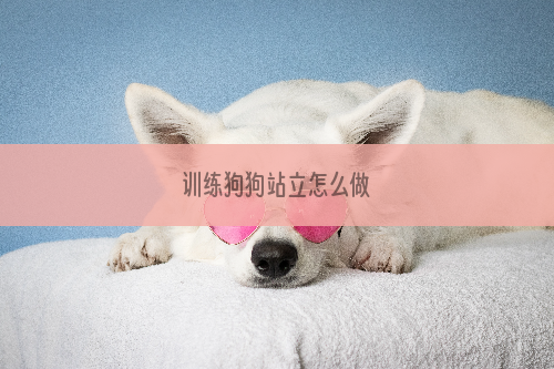 训练狗狗站立怎么做