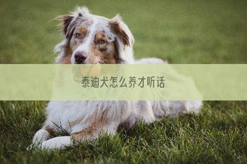 泰迪犬怎么养才听话