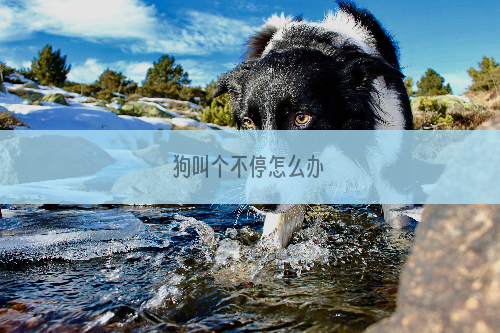 狗叫个不停怎么办