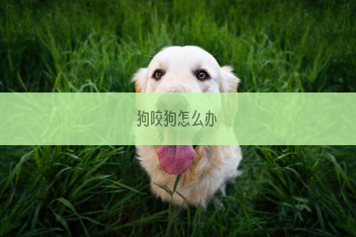 狗咬狗怎么办