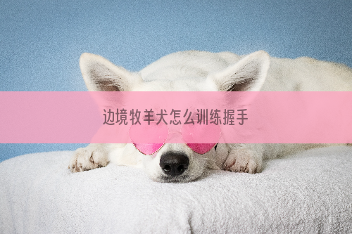 边境牧羊犬怎么训练握手