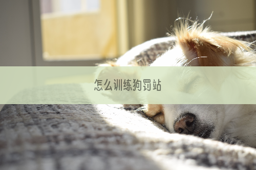 怎么训练狗罚站