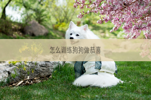 怎么训练狗狗做恭喜