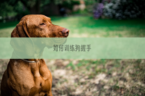 如何训练狗握手