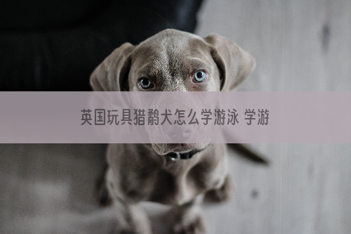 英国玩具猎鹬犬怎么学游泳 学游泳注意事项