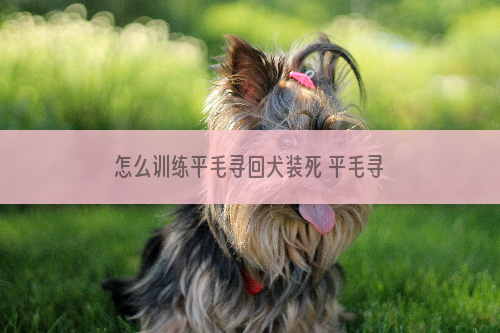 怎么训练平毛寻回犬装死 平毛寻回猎犬装死训练教程