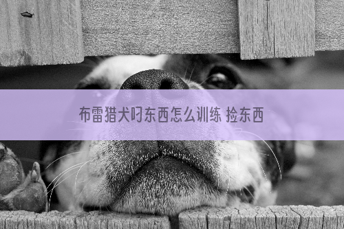 布雷猎犬叼东西怎么训练 捡东西训练过程一点都不复杂