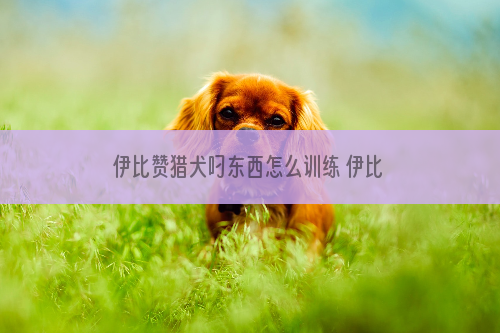 伊比赞猎犬叼东西怎么训练 伊比赞猎犬捡东西训练教程