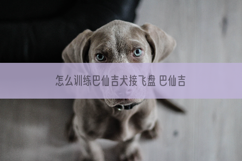 怎么训练巴仙吉犬接飞盘 巴仙吉犬接飞盘训练方法