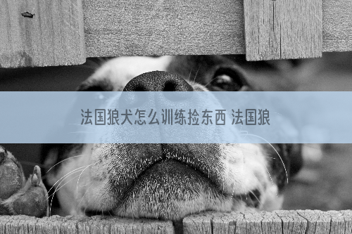 法国狼犬怎么训练捡东西 法国狼犬叼东西训练方法