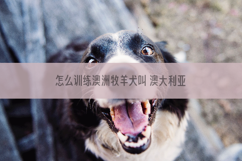 怎么训练澳洲牧羊犬叫 澳大利亚牧羊犬训练技巧