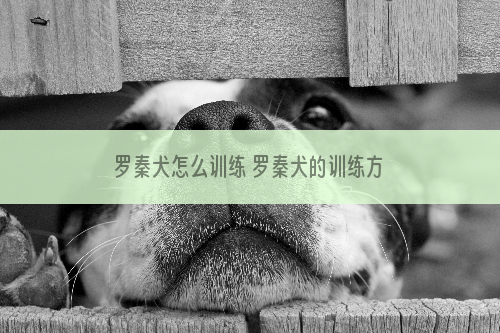 罗秦犬怎么训练 罗秦犬的训练方法