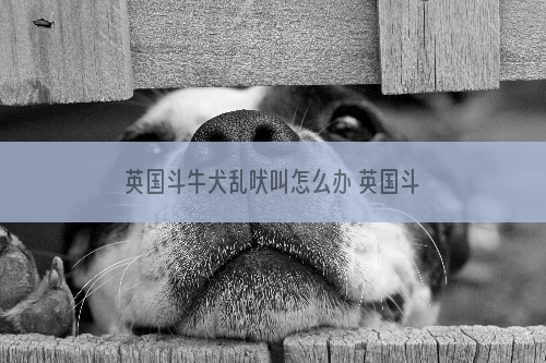 英国斗牛犬乱吠叫怎么办 英国斗牛犬乱叫纠正方法