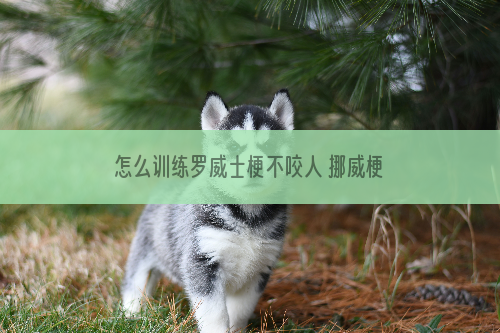 怎么训练罗威士梗不咬人 挪威梗不咬人训练方法