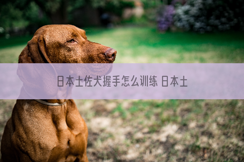 日本土佐犬握手怎么训练 日本土佐犬握手训练教程