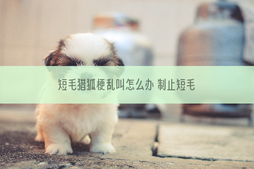 短毛猎狐梗乱叫怎么办 制止短毛猎狐梗乱叫方法