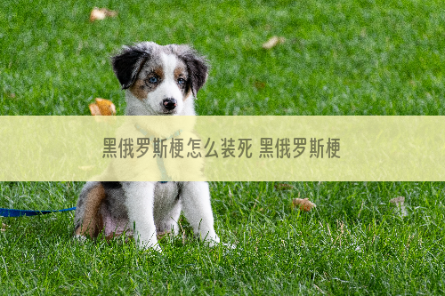 黑俄罗斯梗怎么装死 黑俄罗斯梗装死训练