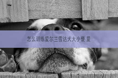 怎么训练爱尔兰雪达犬大小便 爱尔兰雪达犬排便训练