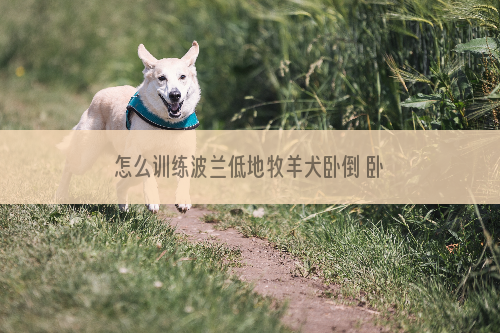 怎么训练波兰低地牧羊犬卧倒 卧倒训练技巧