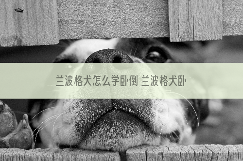 兰波格犬怎么学卧倒 兰波格犬卧下训练方法