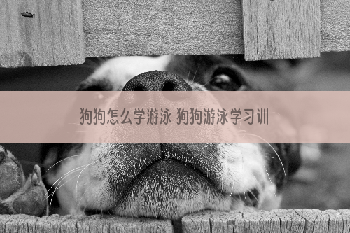 狗狗怎么学游泳 狗狗游泳学习训练教程
