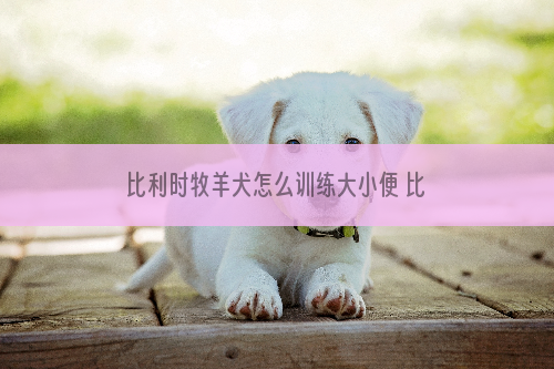 比利时牧羊犬怎么训练大小便 比利时牧羊犬上厕所训练方法