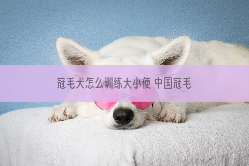 冠毛犬怎么训练大小便 中国冠毛犬上厕所排便训练方法