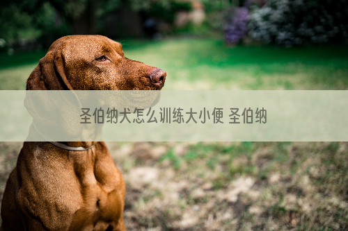 圣伯纳犬怎么训练大小便 圣伯纳犬定点上厕所训练方法