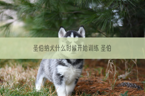 圣伯纳犬什么时候开始训练 圣伯纳犬最佳训练时间介绍