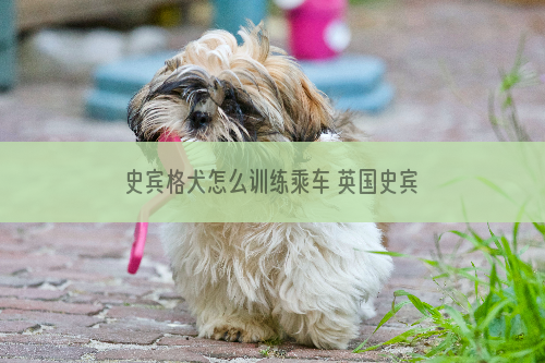 史宾格犬怎么训练乘车 英国史宾格犬适应乘车训练方法