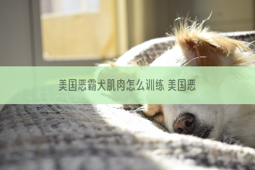 美国恶霸犬肌肉怎么训练 美国恶霸犬肌肉训练方法