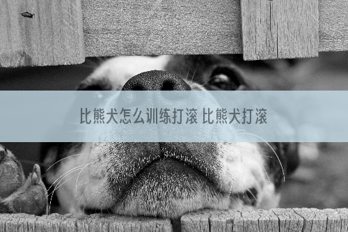 比熊犬怎么训练打滚 比熊犬打滚训练教程