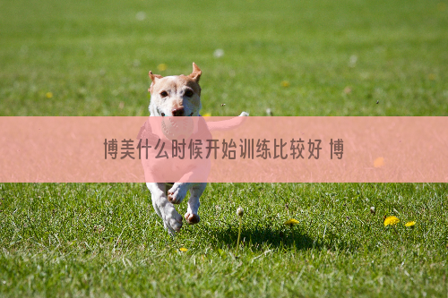 博美什么时候开始训练比较好 博美犬最佳训练时间