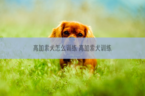 高加索犬怎么训练 高加索犬训练方法