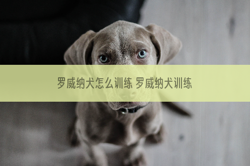 罗威纳犬怎么训练 罗威纳犬训练方法详解