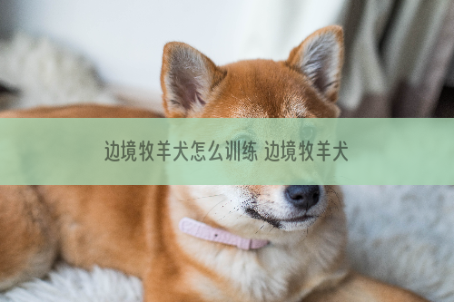 边境牧羊犬怎么训练 边境牧羊犬训练方法及常识