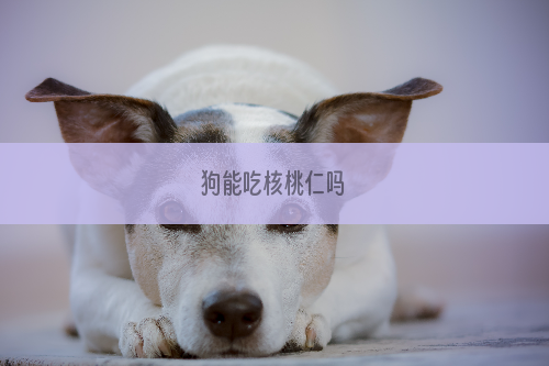 狗能吃核桃仁吗