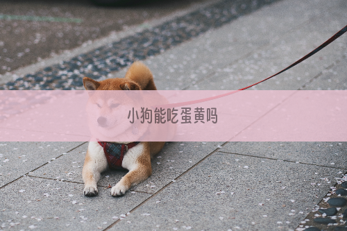 小狗能吃蛋黄吗