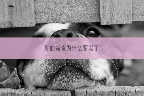 狗的蛋蛋为什么变黑了