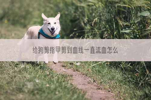 给狗剪指甲剪到血线一直流血怎么办