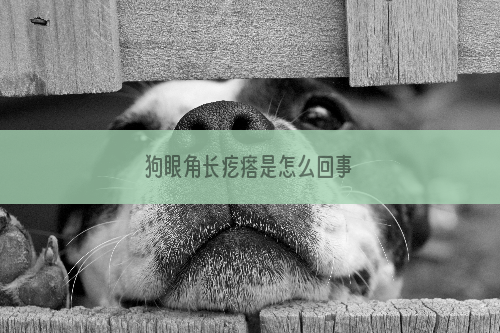 狗眼角长疙瘩是怎么回事
