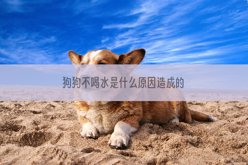 狗狗不喝水是什么原因造成的