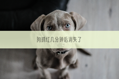 狗抓红几分钟后消失了