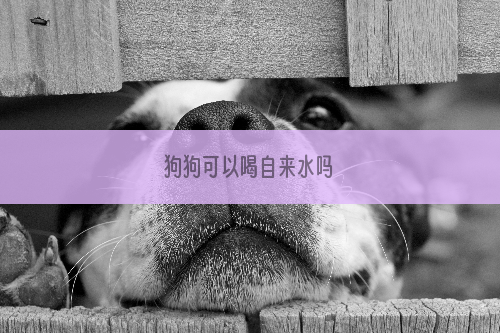 狗狗可以喝自来水吗