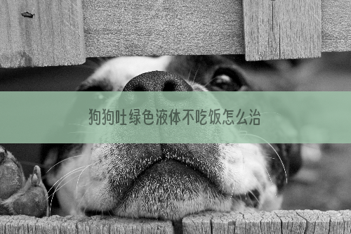 狗狗吐绿色液体不吃饭怎么治