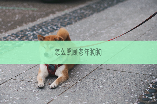 怎么照顾老年狗狗