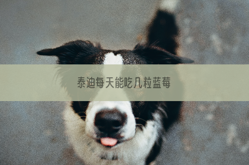 泰迪每天能吃几粒蓝莓